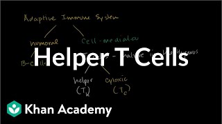 Helper T cells  Immune system physiology  NCLEXRN  Khan Academy [upl. by Hilton]