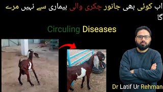 Circuling Diseases animals goat dr Latif Ur Rehman [upl. by Arratahs842]