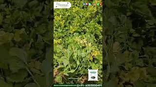 Baby black gram seeds  Pilipesara  green manure seeds  Thanneu Suresh  Srinivasa Agro Seeds [upl. by Yasmine]