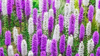 Liatris Spicata [upl. by Petronella]