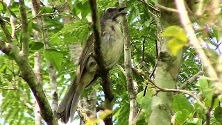 Lindo Canto do Trinca Ferro na Natureza  6 e 7 Notas Um Verdadeiro ESPETÁCULO ✔ [upl. by Ardekahs]