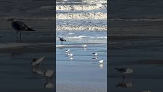 Incoming Tide Shorebirds [upl. by Itsym]