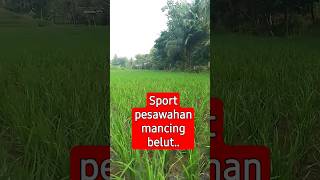 SPORTSMANCIMG BElUT PESWAHAN [upl. by Nylaj607]