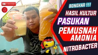 💥 BONGKAR  Hasil Fermentasi Mengembangbiakan Bakteri Nitrobacter [upl. by Bondon]