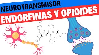 Fisiología de las Endorfinas y los opioides endógenos Neurociencias 15 [upl. by Auka]