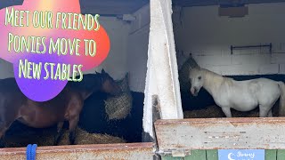 Meet our new friends  the ponies are out of isolation and can move to their new stables [upl. by Iduj364]