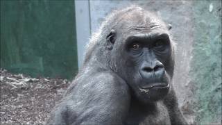 Ein wunderschöner Tag im Tierpark Hellabrunn 2018 [upl. by Euqcaj]