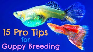 Guppy Fish Breeding 15 Pro Tips You Need to Know [upl. by Xuerd]