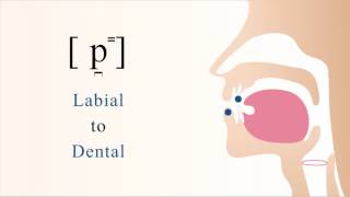 p̪⁼  unvoiced unaspirated labial stop [upl. by Agle]