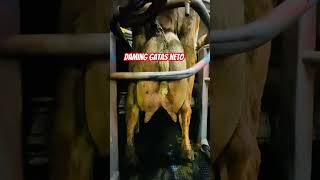 Daming gatas ng bakang ito milkingcows dairyfarming [upl. by Kerge699]