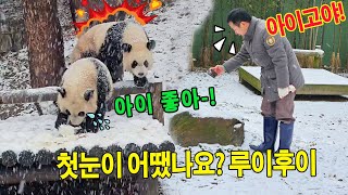 루이바오 후이바오 는 생애 첫 눈에 매우 신났습니다☃️🌨️❄️아이고야 💥할부지도 설렘을 멈출 수 없어요😅🤣ㅋㅋ [upl. by Noswad852]