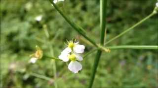 European waterplantain Alisma plantagoaquatica  20150731 [upl. by Alemac]