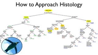 Help with Histology [upl. by Styles]