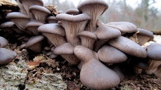 Grzyby Boczniak ostrygowaty  Pleurotus ostreatus [upl. by Taam]