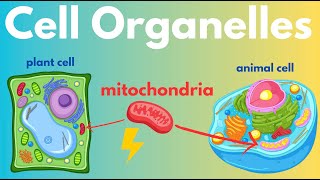 Cell Organelles Plant Cells vs Animal Cells [upl. by Ashton679]