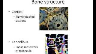 Orthopaedic Trauma for med students 1 [upl. by Nihhi]