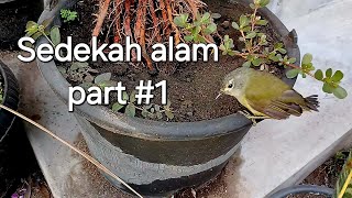 Sedekah alam Part 1 merelease burung malah gak mau terbang [upl. by Lenroc459]