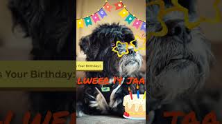 Hiep hiep hoera onze Baxter is alweer 14 jaar 🥳🥳🥳🥳 camper [upl. by Jun]