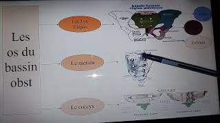 le bassin obstétricale en 9min avec SfHadjer🥰 [upl. by Nareht]