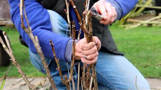 How to Prune a Tree Peony [upl. by Ritter]