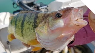 Jigging for Jumbo Lake Erie Perch [upl. by Annia]