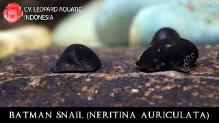 Neritina auriculata BATMAN SNAIL the HERO of your tank Leopard Aquatic W013A [upl. by Aserehc]