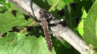 Common Whitetail Dragonfly Libellulidae Plathemis lydia Female on Branch [upl. by Calloway]