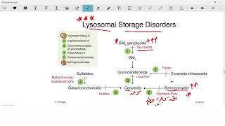 lysosomal storage diseases biochemistry │ مختصر امراض خزن اللايسوسومات [upl. by Chester]