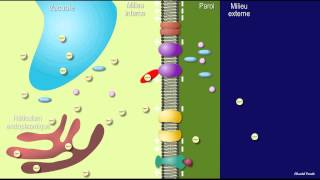 Fermeture des stomates  acide abscissique ABA [upl. by Elfrieda306]