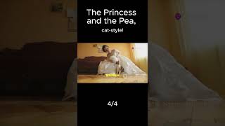 44 The Princess and the Pea catstyle cat cats catlovers catvideos catshorts [upl. by Donoho548]