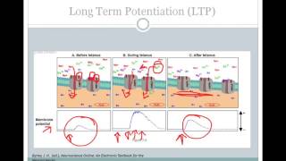 SJSU Neurophysiology  Lecture 8  Synaptic Plasticity [upl. by Ahsonek128]