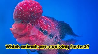 Which animals are evolving fastest [upl. by Vasilek]