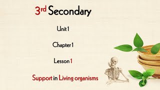 3rd Sec  Support in Plants  Structural Support  Part 2  2 [upl. by Bysshe]
