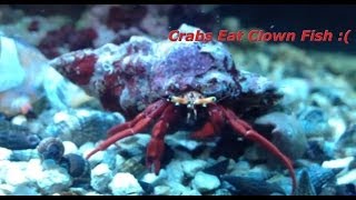 CRABS EATING CLOWN FISH  Huge Scarlet [upl. by Egoreg737]