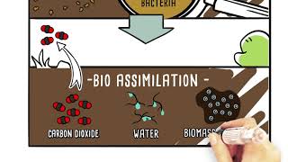 Biotransformation Detoxification and Xenobiotics [upl. by Varhol]