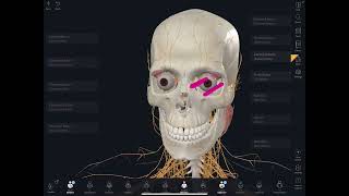 Salivary glands  parotid gland anatomy 2 [upl. by Howard375]