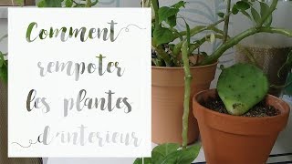 Comment rempoter une plante dintérieur  Tuto jardinage [upl. by Ahsinut]