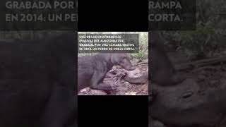 animales misterio perros amazonas amazonia brasil colombia fauna sudamerica animals dog [upl. by Sugirdor111]