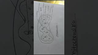 Easy structure of mitochondria mitochondria mitochondriastructure diagrams easystructures [upl. by Tebasile870]