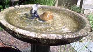 multi bird birdbath blue jay oriole cowbird catbird [upl. by Yrrep698]