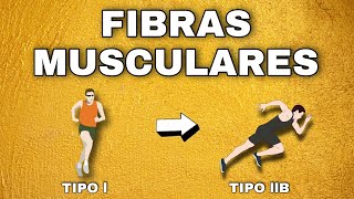 TIPOS DE FIBRAS MUSCULARES LENTAS Y RÁPIDAS COMPOSICIÓN CORPORAL Y COMO ENTRENARLAS [upl. by Amar]