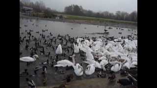 Mute swan and wild duck feed at WWT Slimbridge [upl. by Oir138]