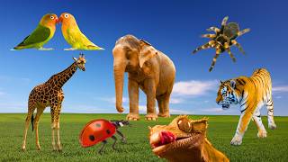 Wild Animal Sounds and Noises Elephant Jaguar Giraffe Monkey Gecko Lion Hippo Frog and more [upl. by Constantin440]