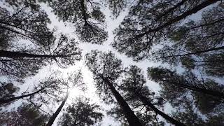 CINEMATIC VIDEO  Hutan Pinus Pengger Yogyakarta [upl. by Dorcia]