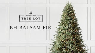 BH Balsam Fir  Tree Lot [upl. by Nawk]