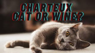 The history and characteristics of the chartreux cat [upl. by Gow]