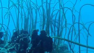 Scuba Diving with Whip Corals  Sea Whips  Gorgonians on the Great Barrier Reef [upl. by Linskey]