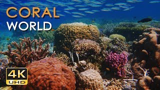 4K Coral World  Tropical Reef Fish  Relaxing Underwater Ocean Video amp Sounds  No Loop  Ultra HD [upl. by Ikcir]