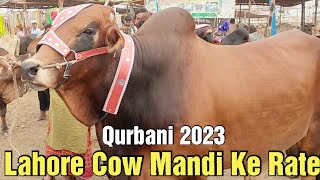 Cow Mandi Lahore ke rate  sahiwal cholisthani bachre  Qurbani 2023  Tuesday update  Lahore Mandi [upl. by Charline974]