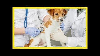 Ursachen von EPI beim Hund und Diagnose [upl. by Aihsekat474]